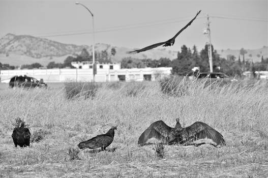 Turkey Vultures