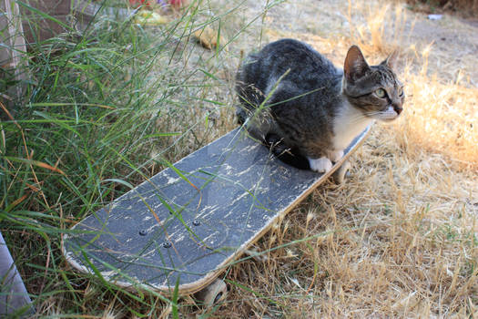 skateboarding cat