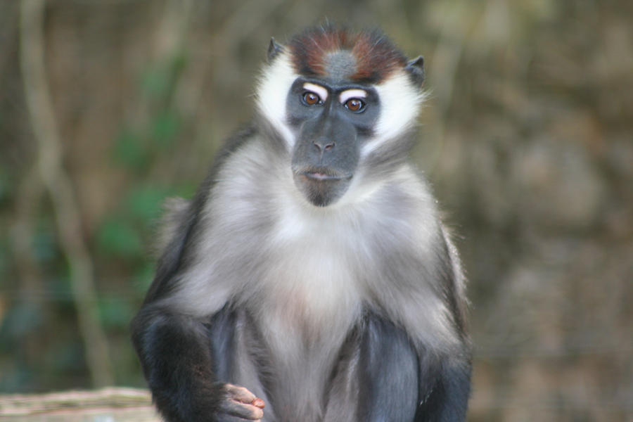 Beautiful Monkey Face by KirstysCakes on DeviantArt