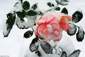 Frost Bitten