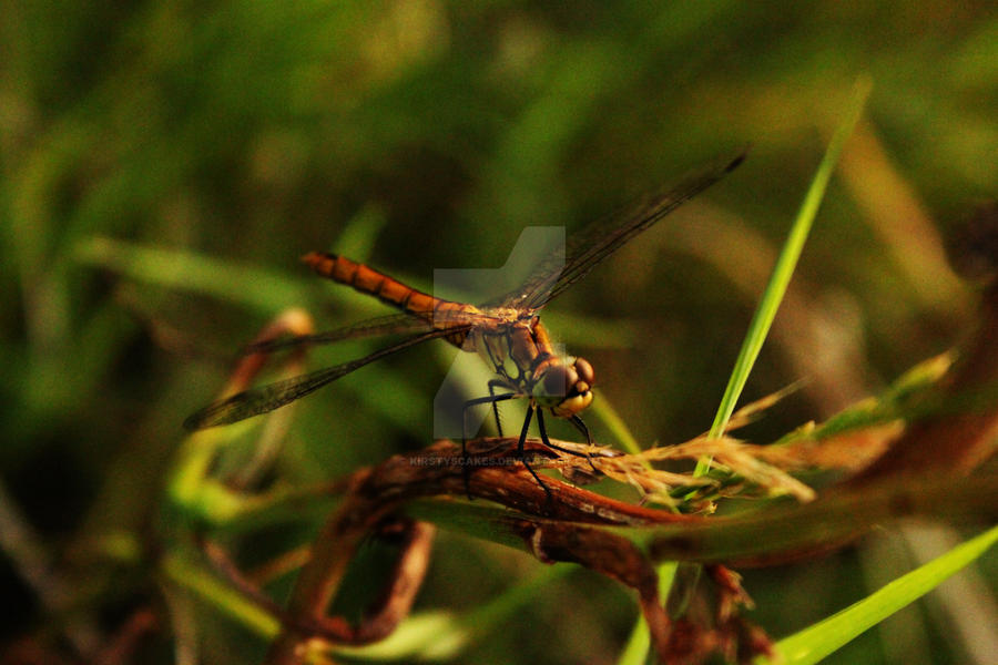 Dragonfly Perch