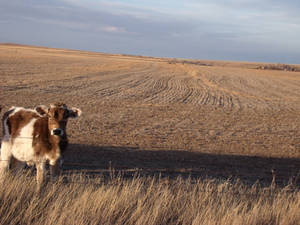 Cow Field