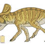 Protoceratops Alt