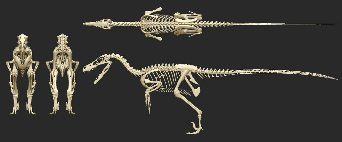 Transparent Raptor Skeleton Velociraptor Skeleton by Art-Minion-Andrew0 on DeviantArt
