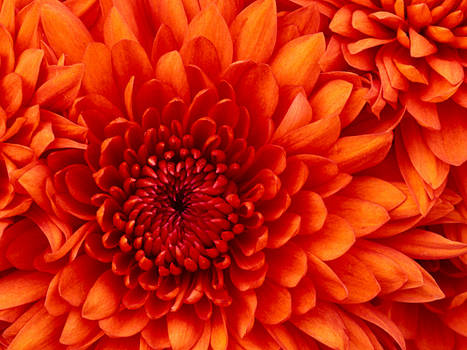 07-Chrysanthemum