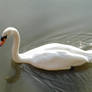 Single Swan