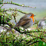 Robin In Park