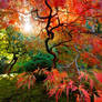 Japanese Maple