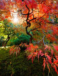 Japanese Maple by coulombic