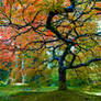 Japanese Maple