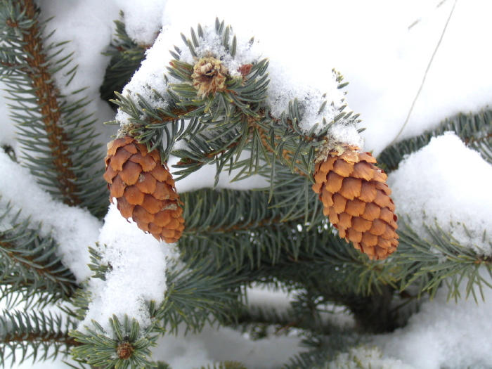 the pine cones by pluf on DeviantArt