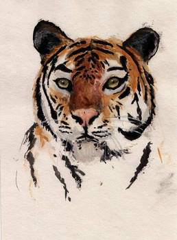 tiger