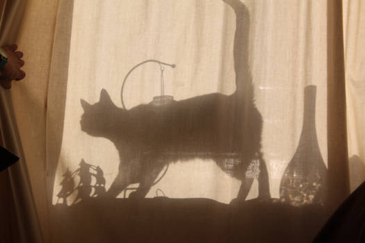 The shadow of a cat