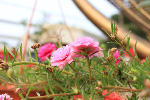 Hope. Pink Blossoms