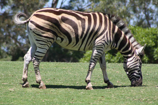 Stripes