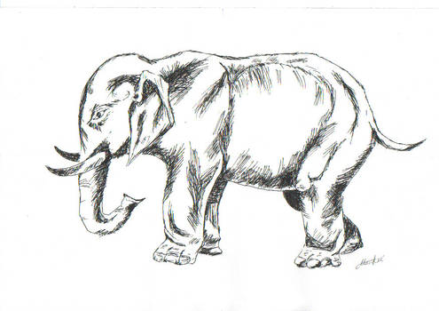 Elephant