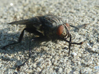 Bluebottle Fly