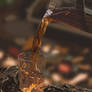 Autumn Tea