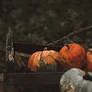 Pumpkins (Print)