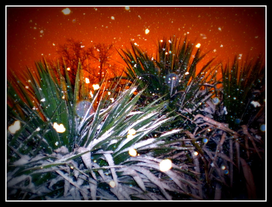 Trees and snow