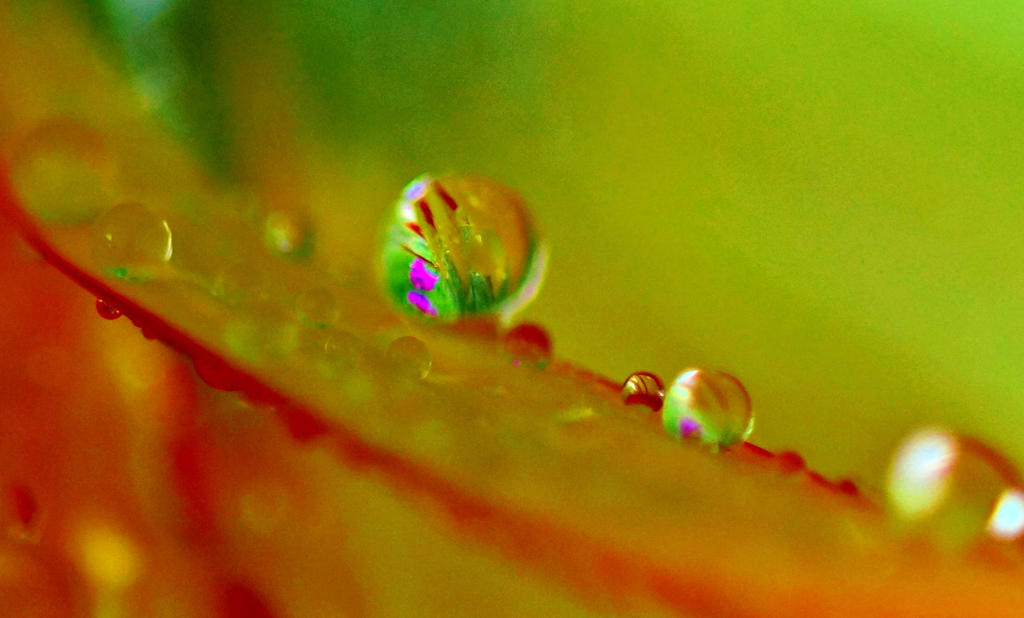 Water Droplet On Flower 5