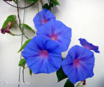 Morning glory flower 3 by a6-k