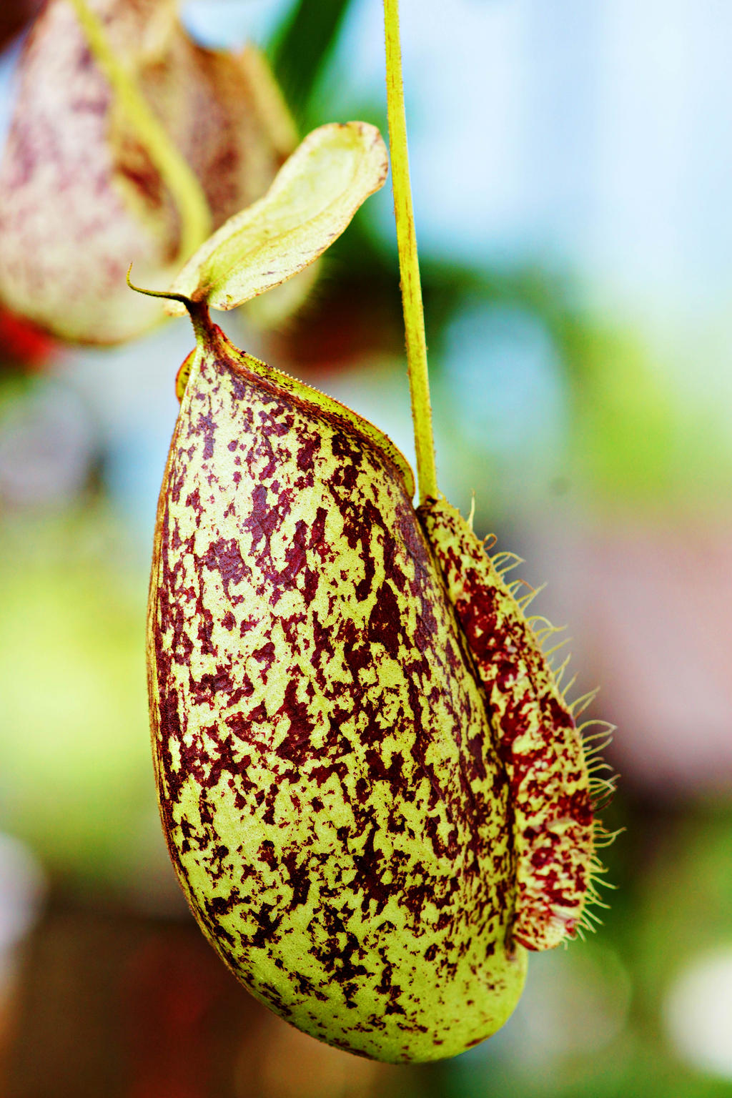 Carnivorous Pitcher Plant