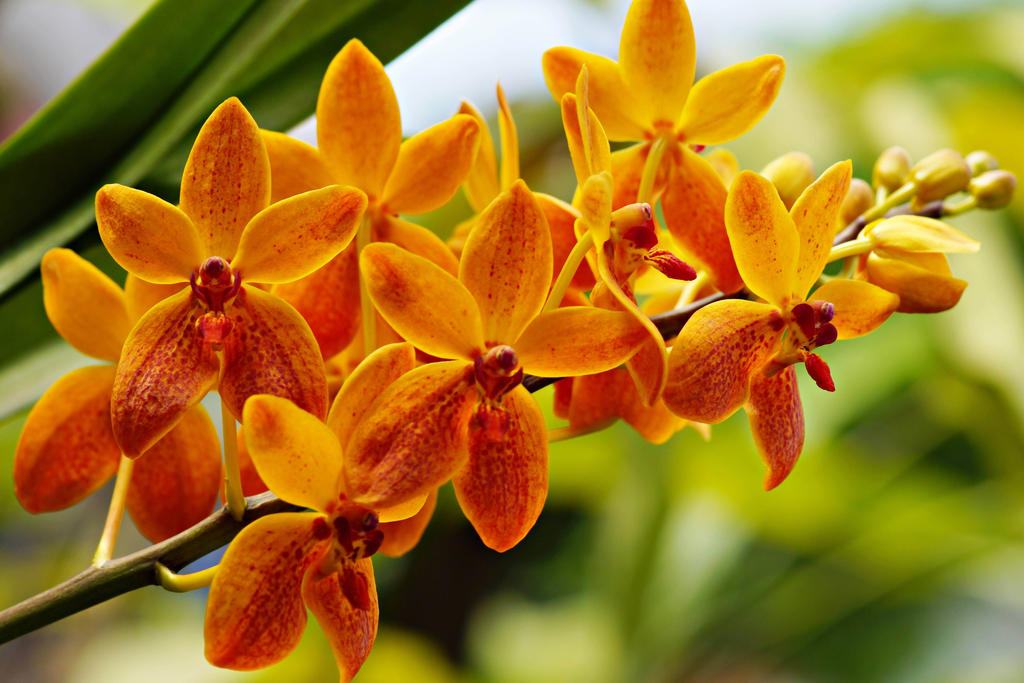 Orange orchid flowers 1