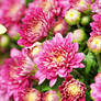 Pink daisy flowers