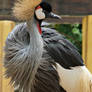 Grey Crowned Crane 2