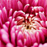 close-up of pink flower II