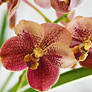 Orchid flowers 13