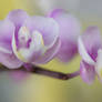 Dream orchid flower 1