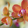Orchid flowers 14