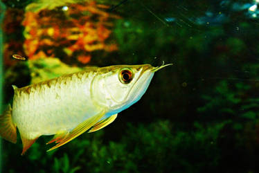 Arowana fish