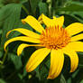 Yellow flower 6