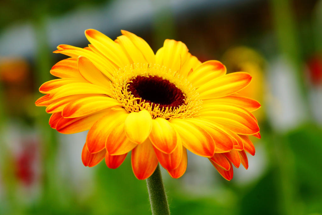 Yellow gerbera daisy 1