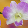 Orchid flowers 25