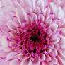 Closeup of pretty pink chrysanthemum