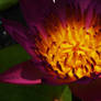 Water lily flower 2