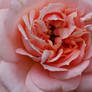 Closeup of pretty rose 1