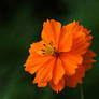 Orange  cosmos