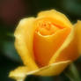 Dream Yellow rose