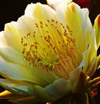 Closeup of  cactus flower by a6-k