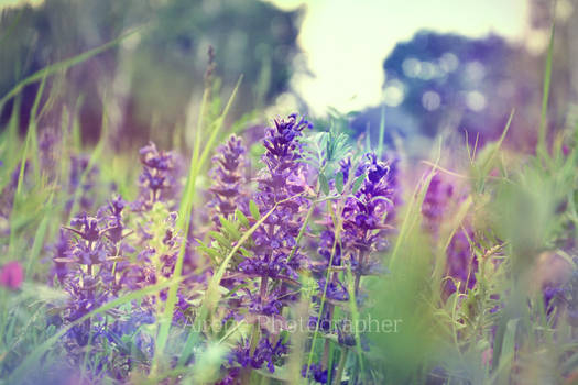 Morning flowers