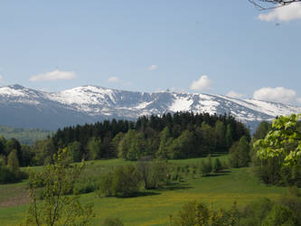 Mountain forest and meadow