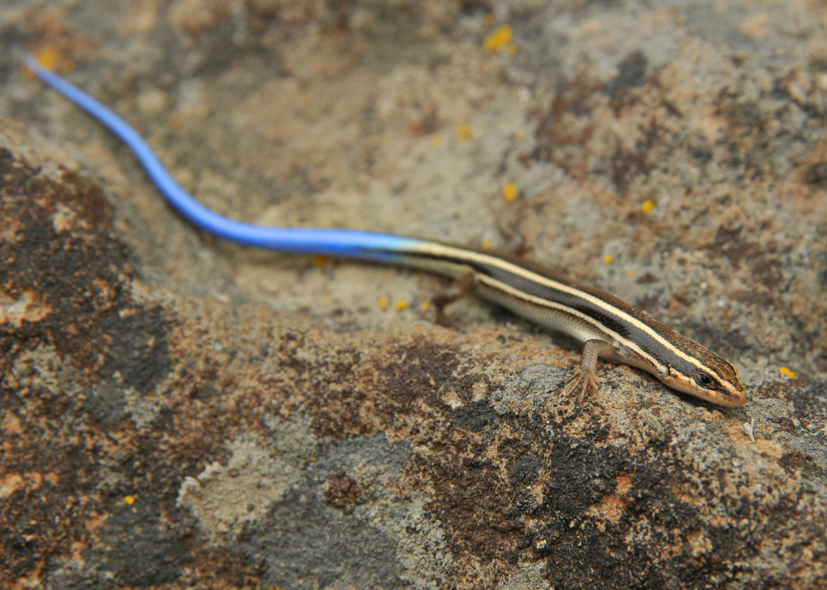 Western Skink