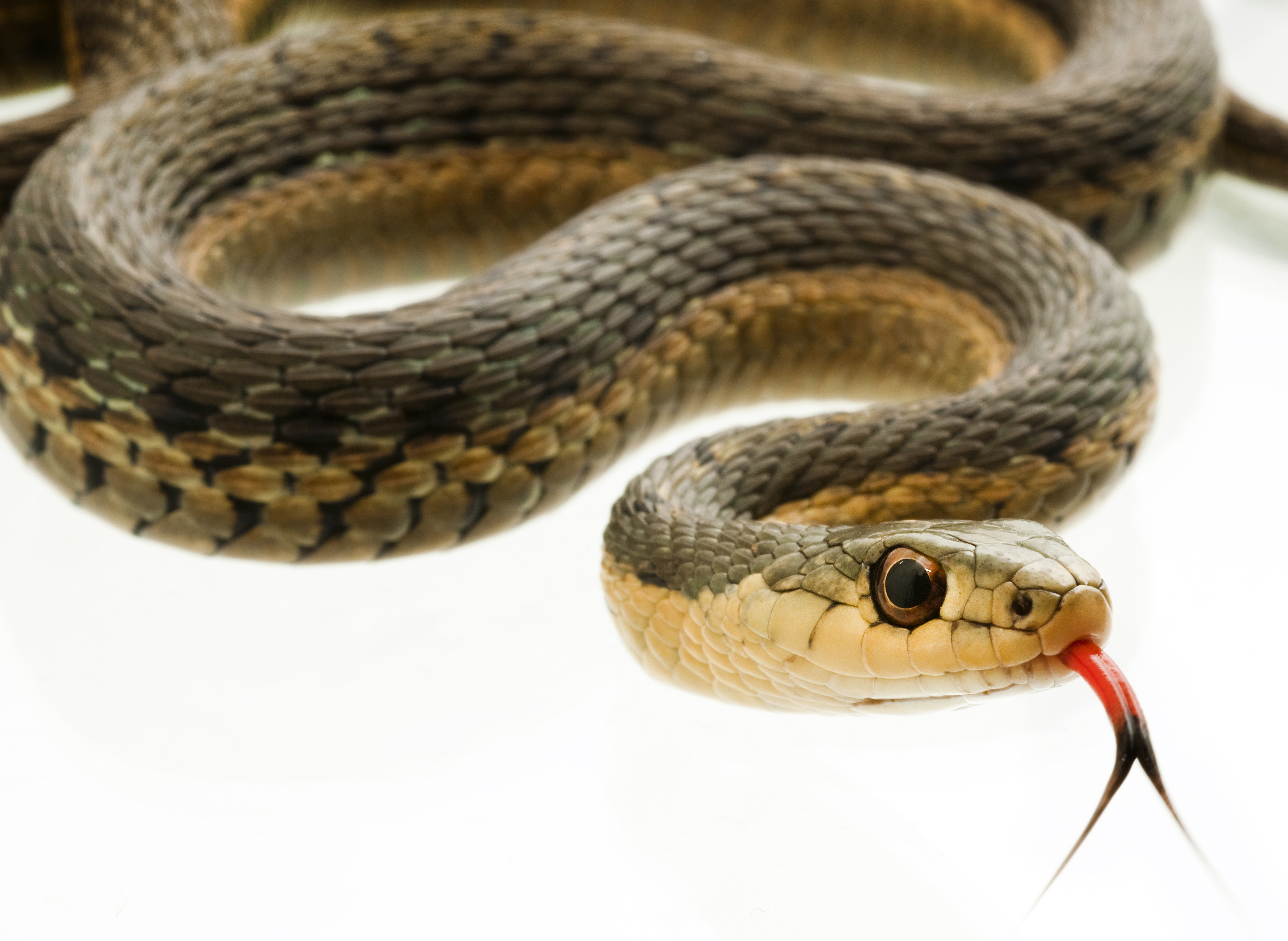 Eastern Garter Snake