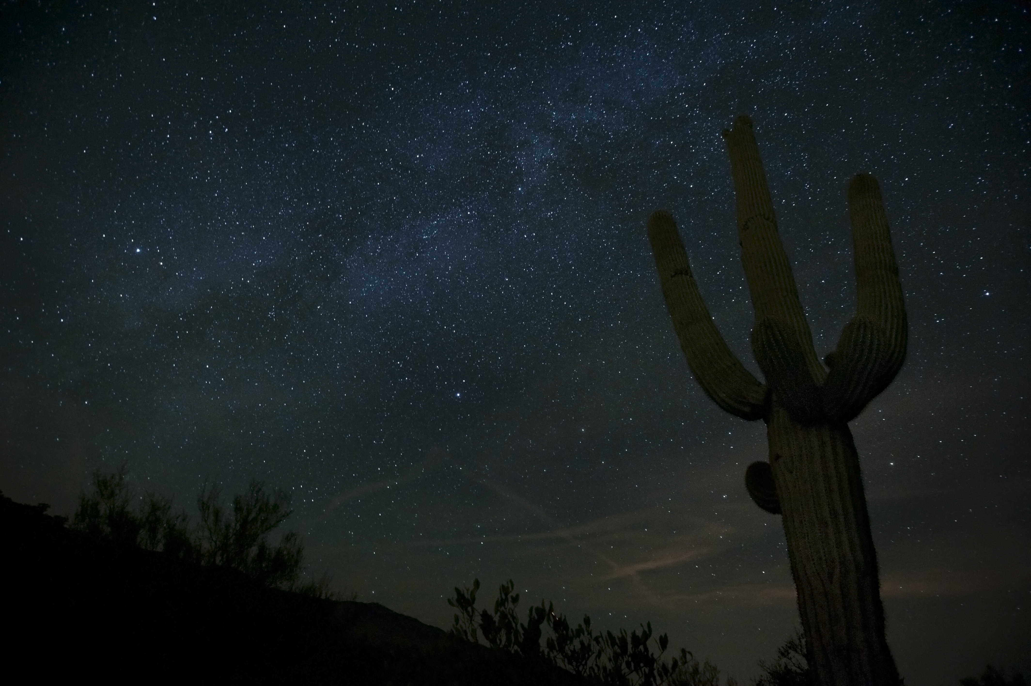 Saguaro Starlight