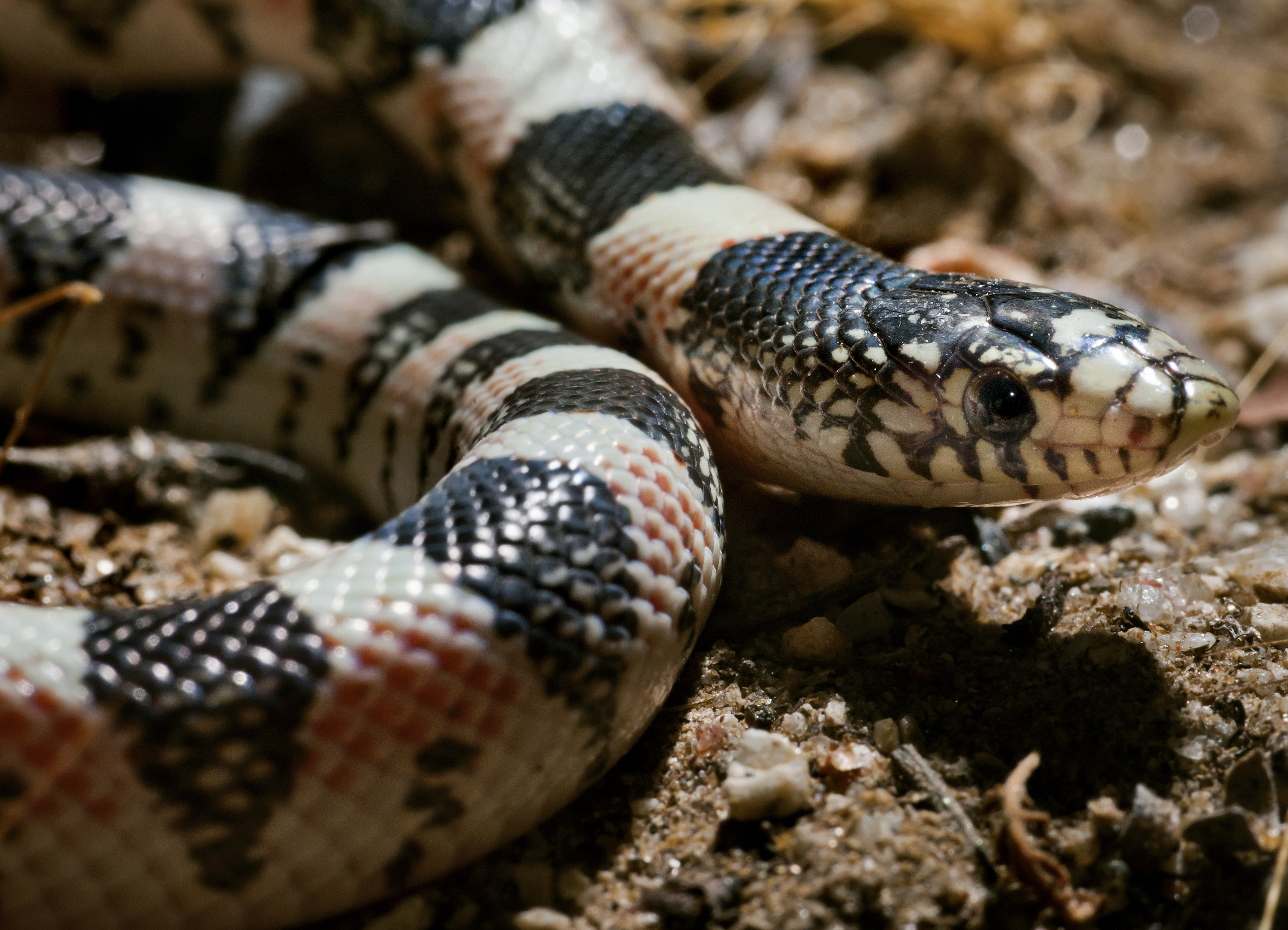 Long-Nosed Snake